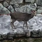 ただの画像