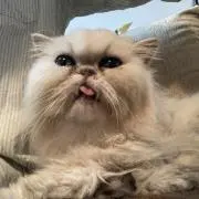 あおの画像