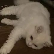 れいれい
