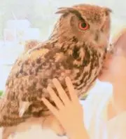 パピヨン777☆の画像