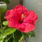dondonの画像