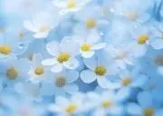 flowerの画像