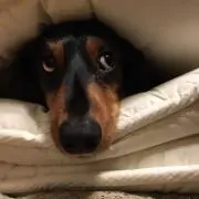 たなかの画像