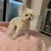 もも