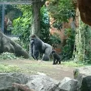 こしおの画像