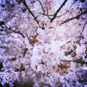 flower【プロフ確認してください】