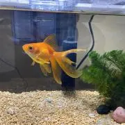 どてちんの画像