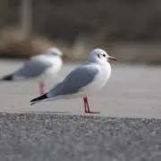 Jrの画像