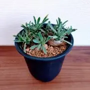 菜っぱの画像