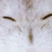 マミーの画像