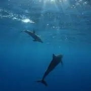 イルカ