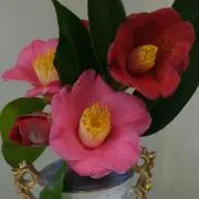 ピンク