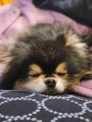 アン太郎の画像