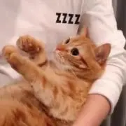 きょん