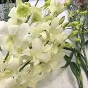 なおみの画像