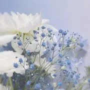 abcpの画像