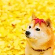 くりの画像