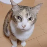 夏樹