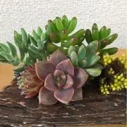 みっち