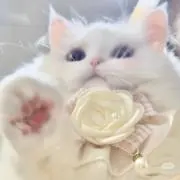 rioの画像