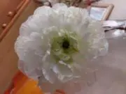 ゆうこ(☆∀☆)プロフご一読お願いします