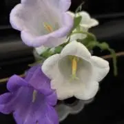 チャラの画像