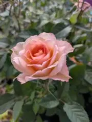 flowers bloomの画像