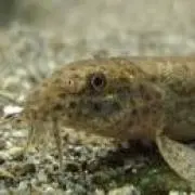 ドジョウの画像