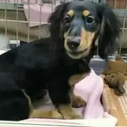 みおっぺ