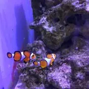 サチの画像