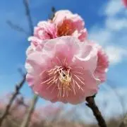 ティキタカ