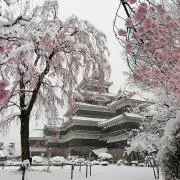 コメ