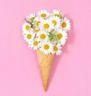 さくらの画像