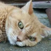 neneko