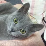 モカニャの画像