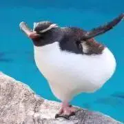 kimawariの画像