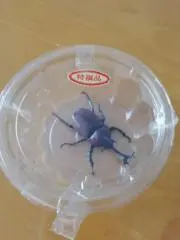 カブ＆ムシの画像