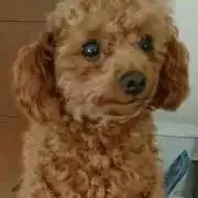 ひめ