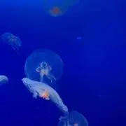 即購入可の画像