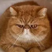 ぶーにゃんの画像