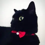 yuyuの画像