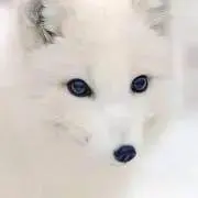 きつね＊の画像