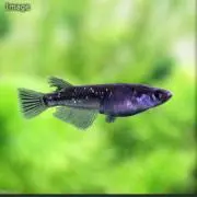 針子のメダカの画像