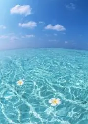 pecoの画像