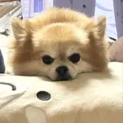 えりの画像