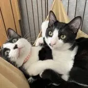 まーの画像