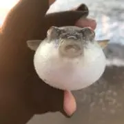 聖なるカボチャ