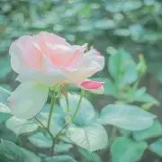 Aの画像