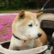ごんごんの画像