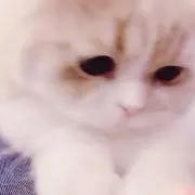 け猫の画像